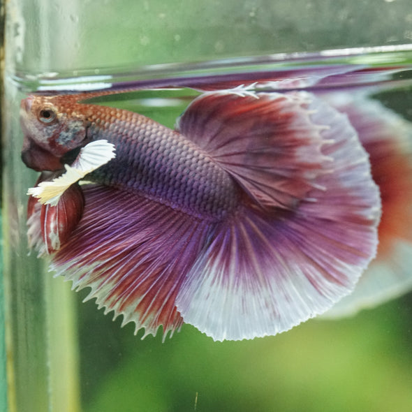 Dumbo Halfmoon - 12 weeks old