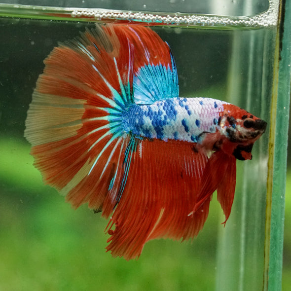 Galaxy/Candy Koi Halfmoon - 14 weeks old