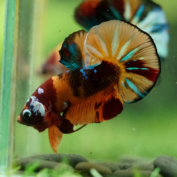 Multicolor/Galaxy Koi Plakat -16 weeks Old