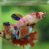 Multicolor/ Galaxy Koi Halfmoon | Female| 15 Weeks Old | Breeder Grade