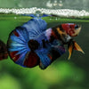 Multicolor/Galaxy Koi Plakat -16 weeks Old