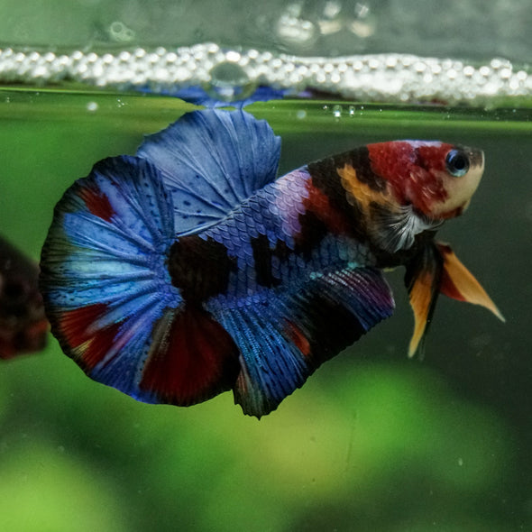Multicolor/Galaxy Koi Plakat -16 weeks Old