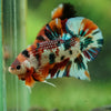 Multicolor/Galaxy Koi Plakat -16 weeks Old