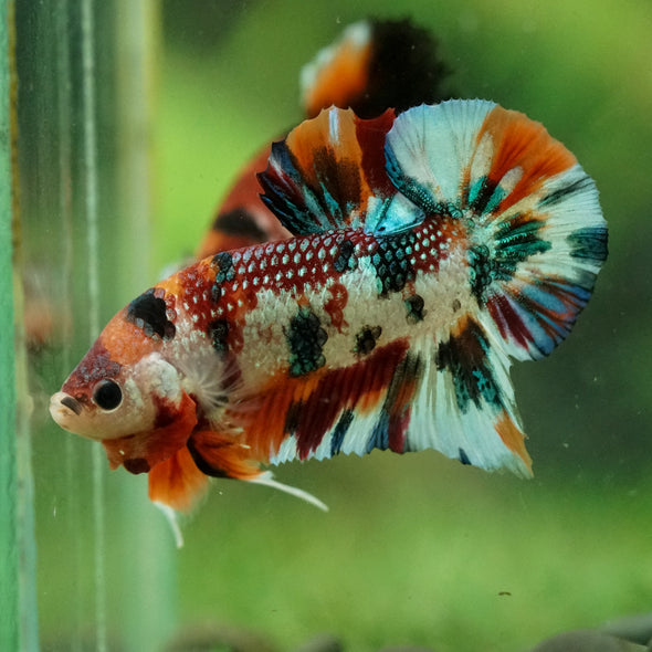 Multicolor/Galaxy Koi Plakat -16 weeks Old