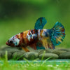 Multicolor/ Galaxy Koi Plakat- Female- 13 Weeks Old