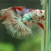 Galaxy/Candy Koi Halfmoon - 14 weeks old