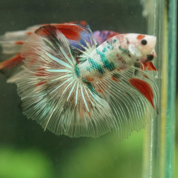 Galaxy/Candy Koi Halfmoon - 14 weeks old