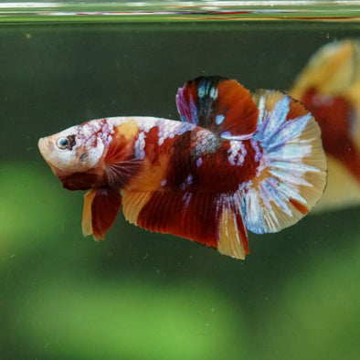 Multicolor/Galaxy Koi Plakat -16 weeks Old