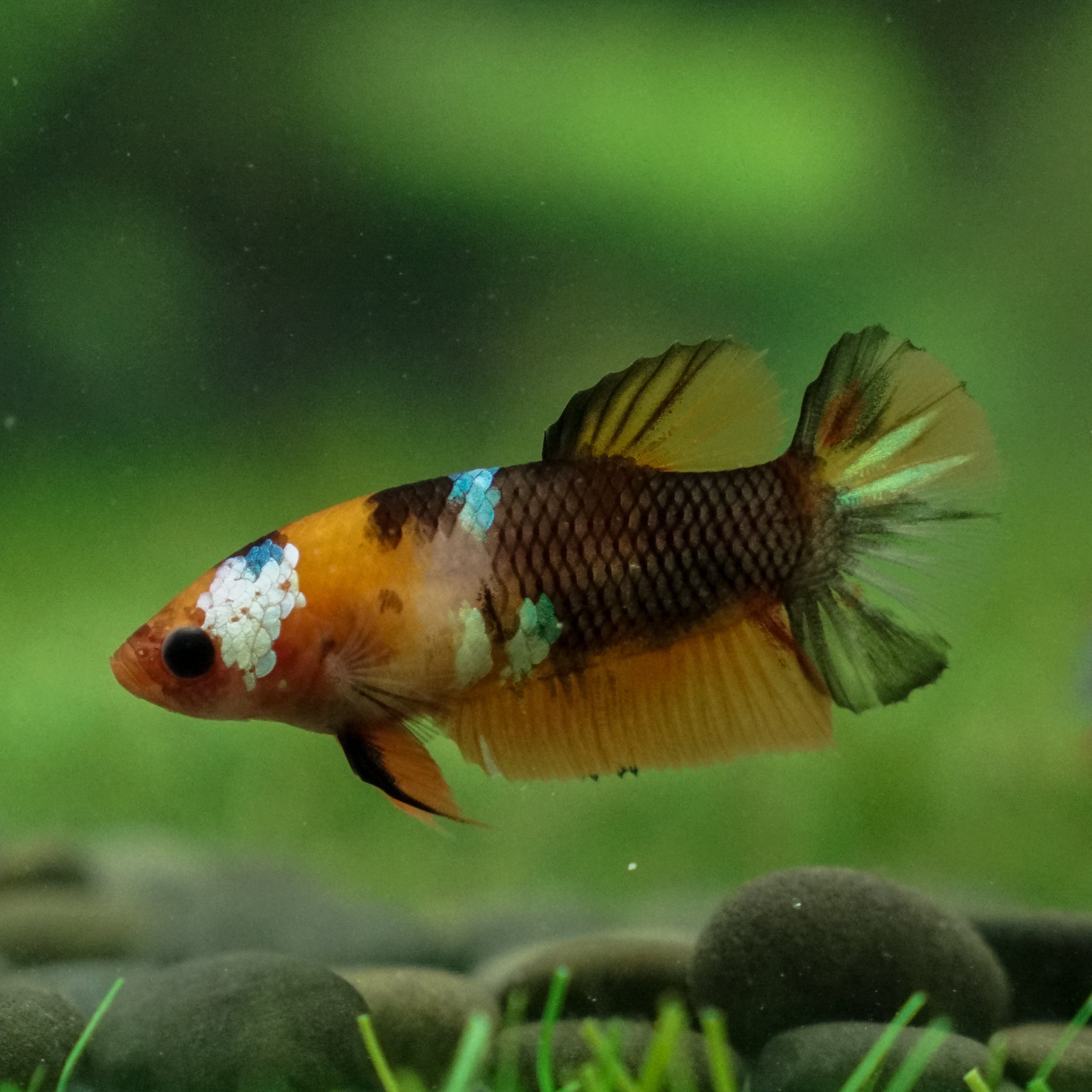 Multicolor/ Galaxy Koi Plakat - Female- 13 Weeks Old – Betta Squad USA ...