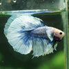 Dumbo Halfmoon - 12 weeks old