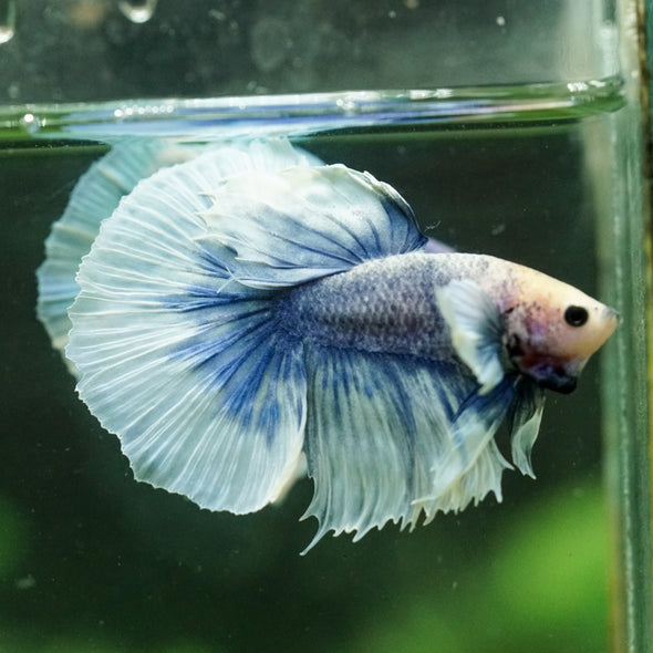 Dumbo Halfmoon - 12 weeks old