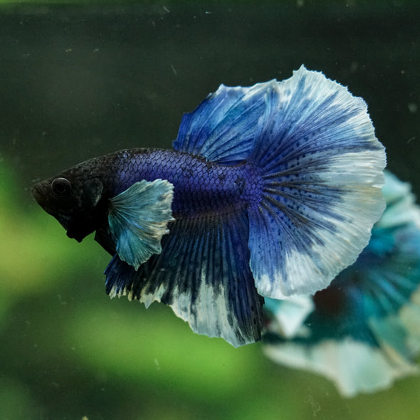 Dumbo Halfmoon - 12 weeks old