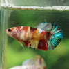 Multicolor/ Galaxy Koi Plakat- Female- 13 Weeks Old