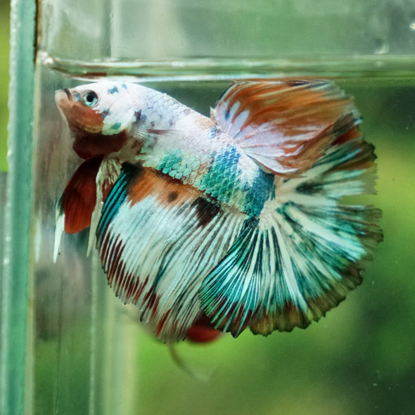 Galaxy Koi Halfmoon - 13 weeks old