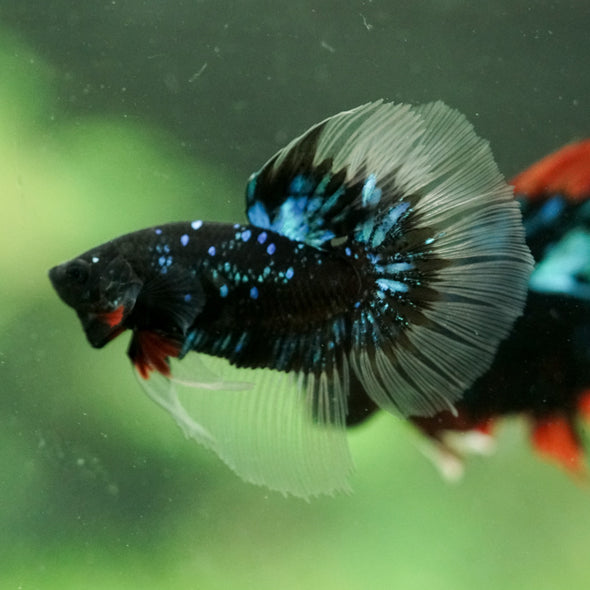 Black Base Galaxy/Candy Koi Halfmoon - 14 weeks old