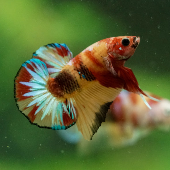 Multicolor/Galaxy Koi Plakat -10 weeks Old