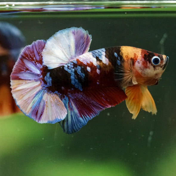 Multicolor/Galaxy Koi Plakat -16 weeks Old