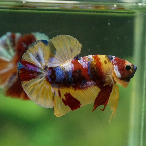 Multicolor/Galaxy Koi Plakat -13 weeks Old