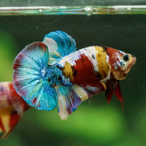 Multicolor/Galaxy Koi Plakat -16 weeks Old