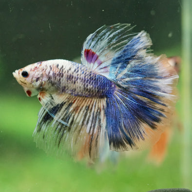 Galaxy/Candy Koi Halfmoon - 14 weeks old