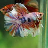 Galaxy/Candy Koi Halfmoon - 14 weeks old