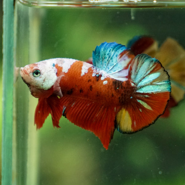 Multicolor/Galaxy Koi Plakat -13 weeks Old