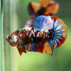 Multicolor/Galaxy Koi Plakat -16 weeks Old