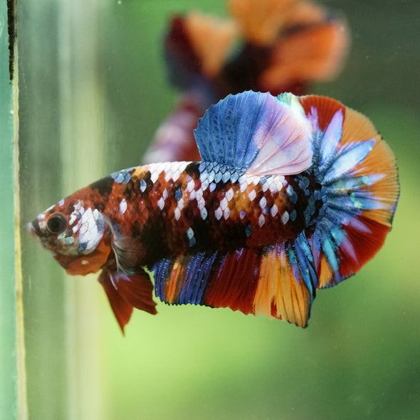 Multicolor/Galaxy Koi Plakat -16 weeks Old
