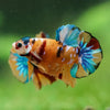 Multicolor/Galaxy Koi Plakat -16 weeks Old
