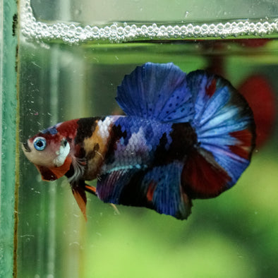 Multicolor/Galaxy Koi Plakat -16 weeks Old
