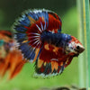 Galaxy/Candy Koi Halfmoon - 14 weeks old