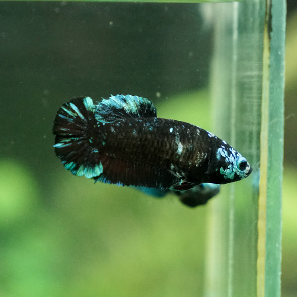 Black Galaxy Koi Plakat (Avatar) - Female- 13 Weeks Old