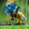 Multicolor/Galaxy Koi Plakat -16 weeks Old