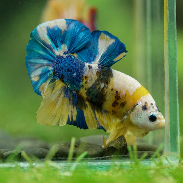 Multicolor/Galaxy Koi Plakat -16 weeks Old