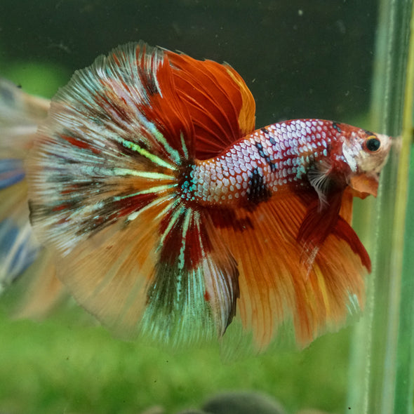 Galaxy/Candy Koi Halfmoon - 13 weeks old