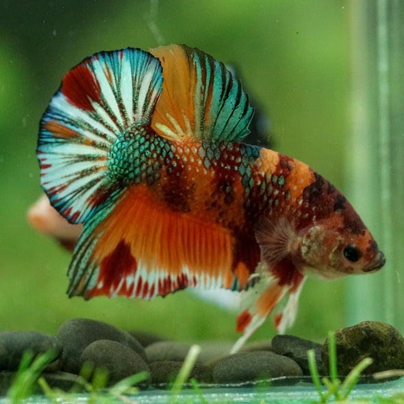 Multicolor/Galaxy Koi Plakat -16 weeks Old