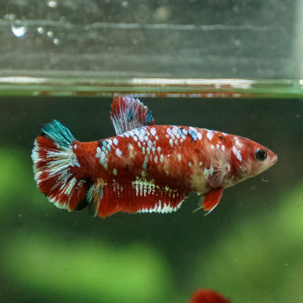 Multicolor/ Galaxy Koi Plakat- Female- 13 Weeks Old