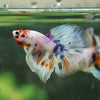Galaxy/Candy Koi Halfmoon - 14 weeks old