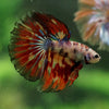 Galaxy/Candy Koi Halfmoon - 14 weeks old