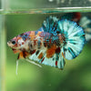Multicolor/Galaxy Koi Plakat -16 weeks Old