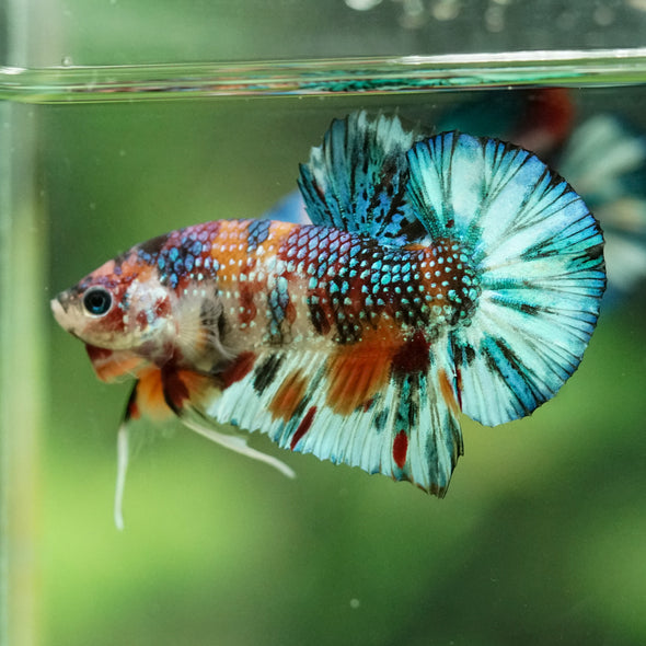 Multicolor/Galaxy Koi Plakat -16 weeks Old