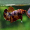 Multicolor/Galaxy Koi Plakat -13 weeks Old