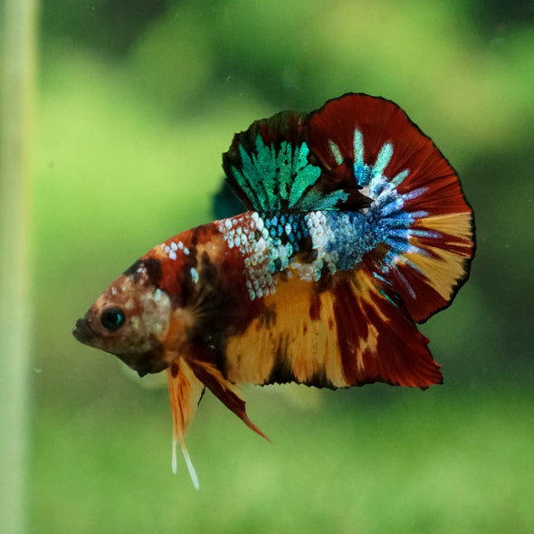 Multicolor/Galaxy Koi Plakat -13 weeks Old