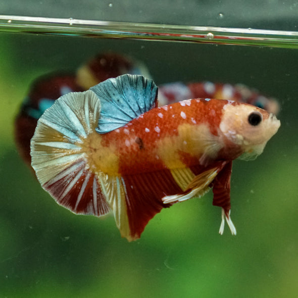 Multicolor/Galaxy Koi Plakat -13 weeks Old