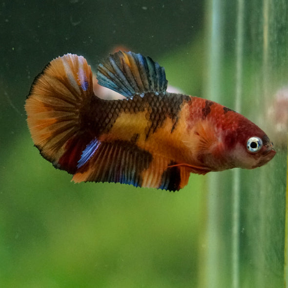 Multicolor/ Galaxy Koi Plakat- Female- 13 Weeks Old