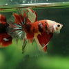 Galaxy/Candy Koi Halfmoon - 10 weeks old