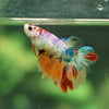 Multicolor/ Galaxy Koi Halfmoon - Female- 13 Weeks Old