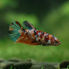 Multicolor/ Galaxy Koi Plakat - Female- 13 Weeks Old