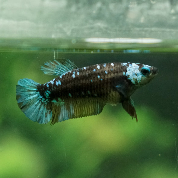 Multicolor/ Galaxy Koi Plakat - Female- 13 Weeks Old