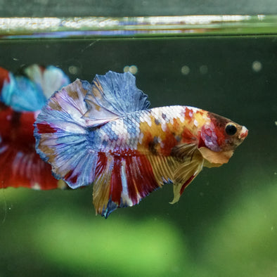 Multicolor/Galaxy Koi Plakat -13 weeks Old